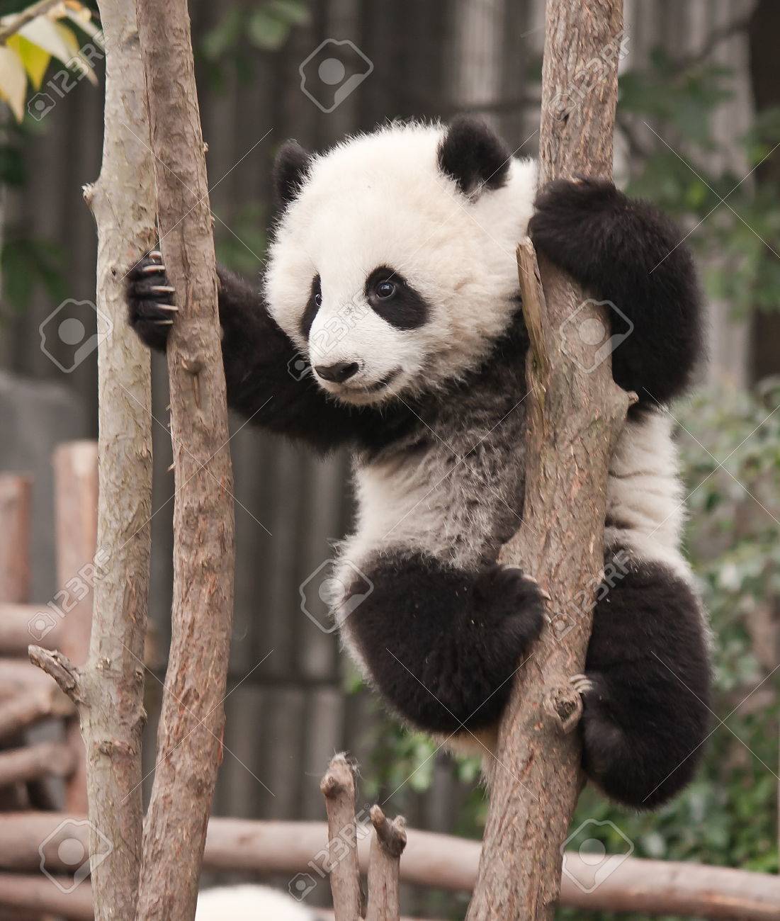 Geant Bebe Panda Sur L Arbre Banque D Images Et Photos Libres De Droits Image