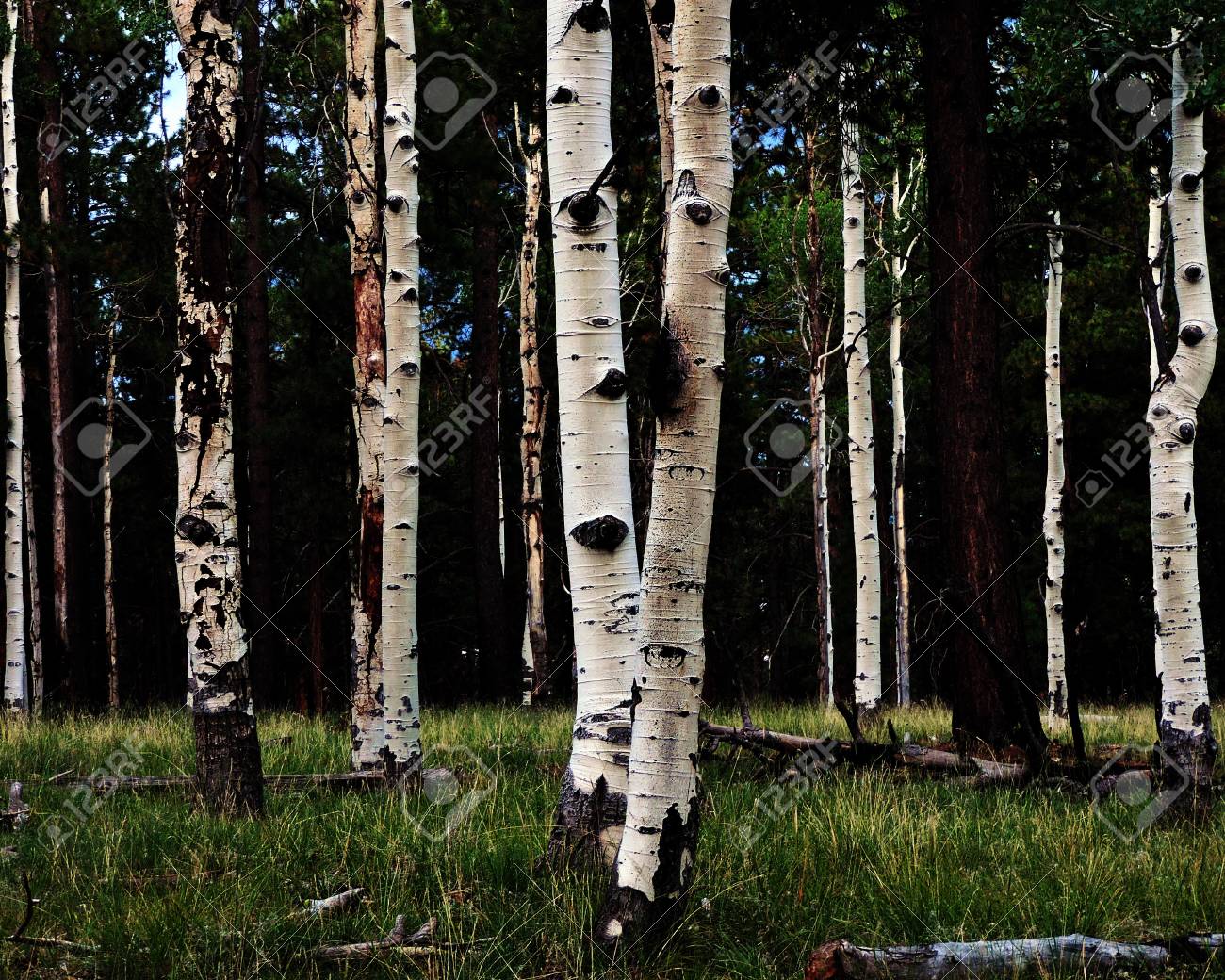 Aspen Tree Grove Stock Photo Picture And Royalty Free Image Image