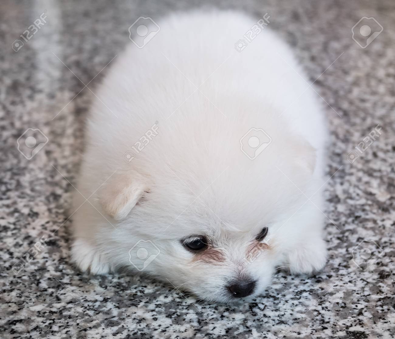 花崗岩の背景にかわいい白いポメラニアンの子犬 の写真素材 画像素材 Image