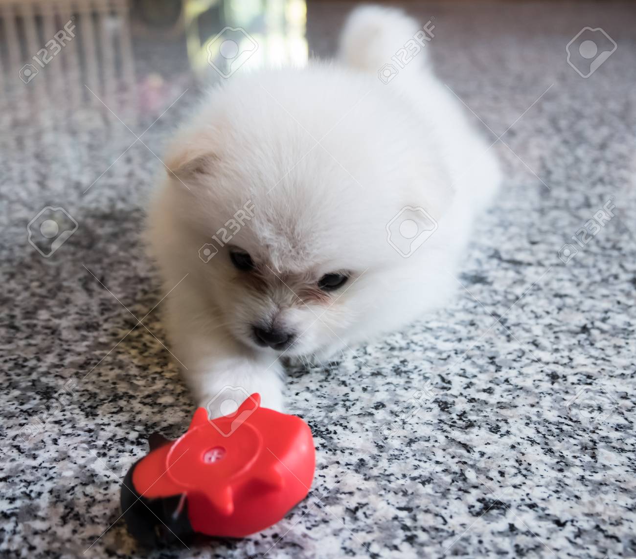 花崗岩の背景にかわいい白いポメラニアンの子犬 の写真素材 画像素材 Image
