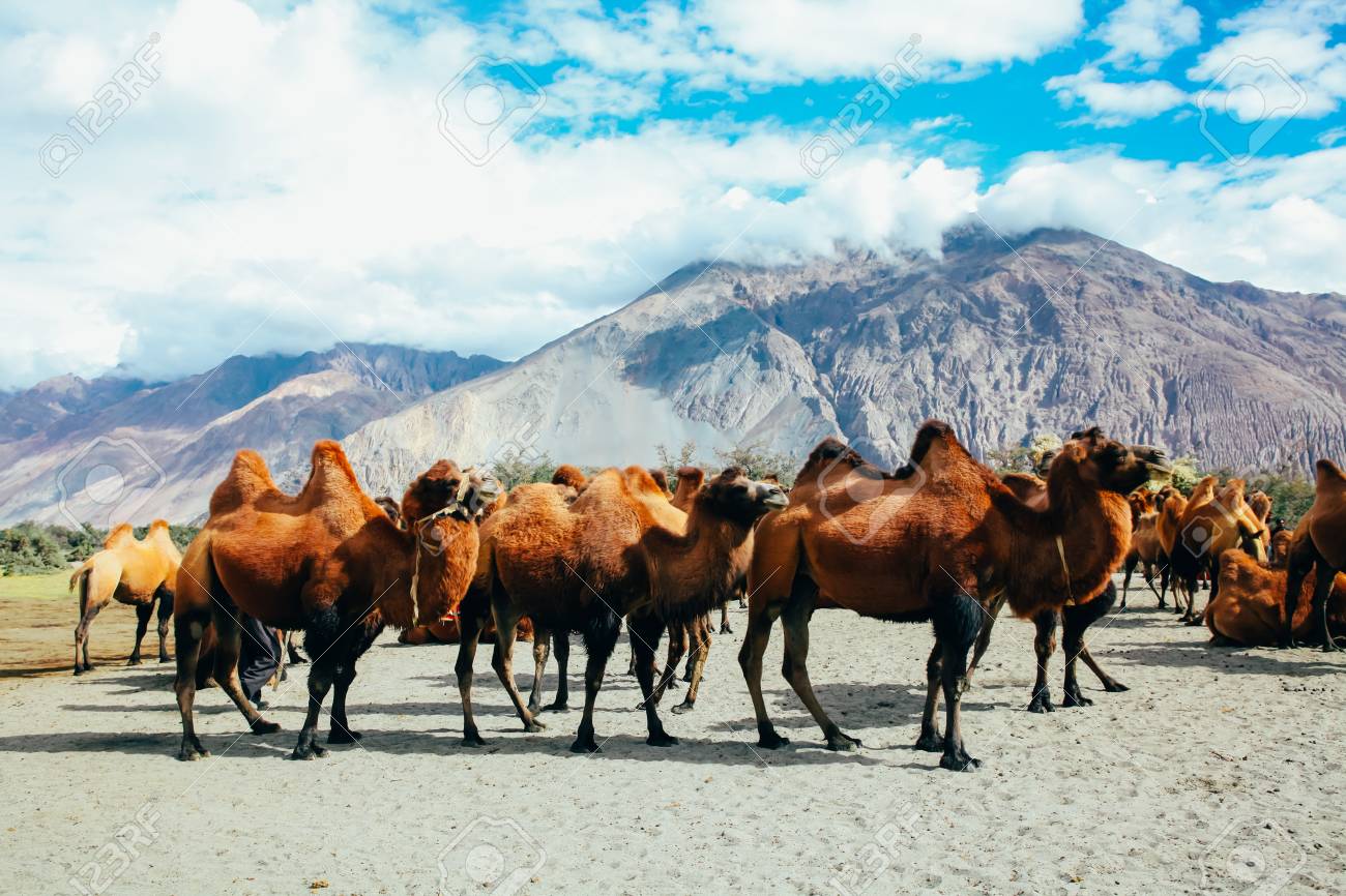 Group Of Double Hump Camels In The Desert In Nubra Valley Ladakh Stock Photo Picture And Royalty Free Image Image 64804934