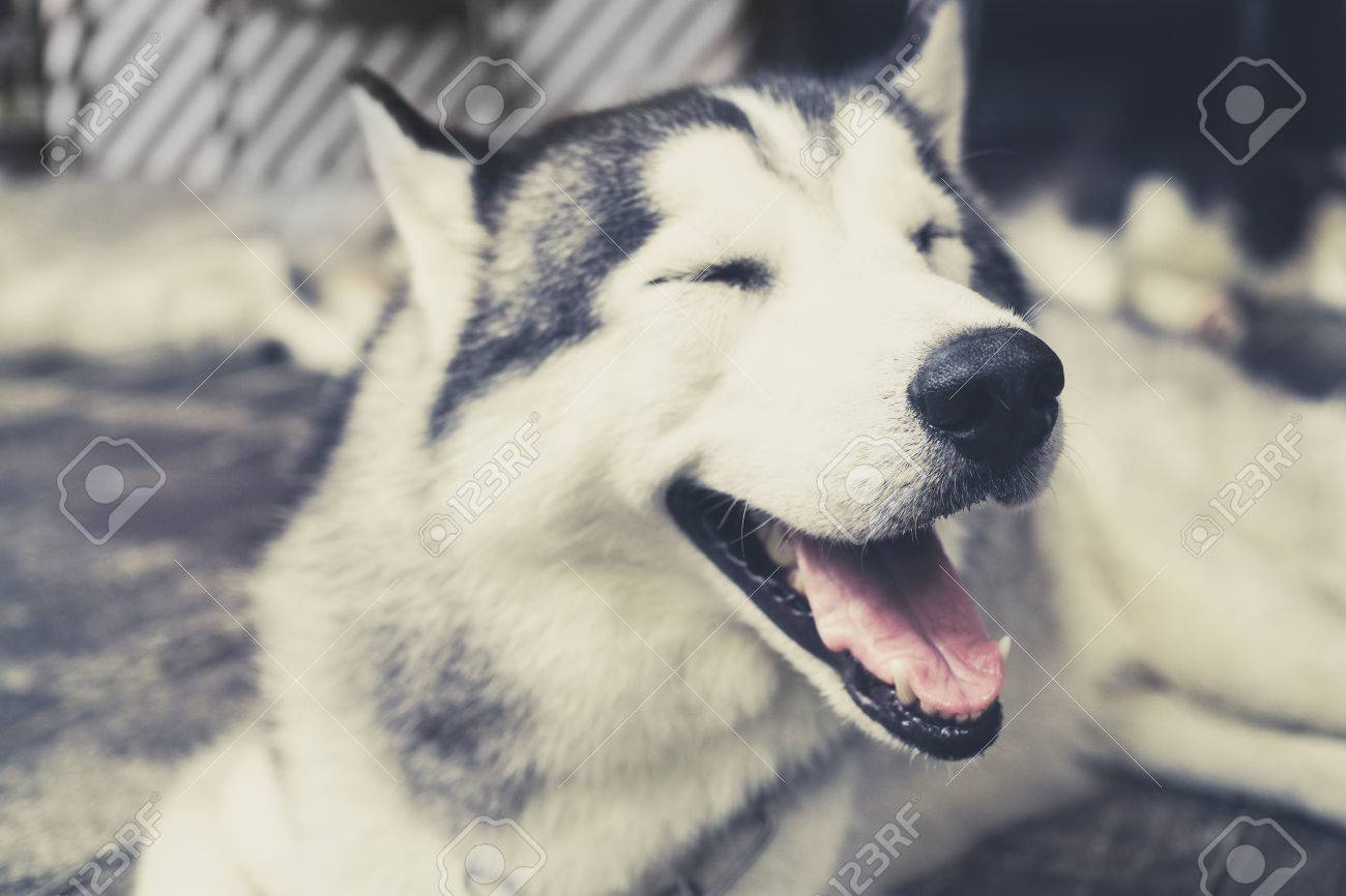 シベリアン ハスキー犬の喜んで笑いとビンテージ トーン外に笑みを浮かべてします の写真素材 画像素材 Image