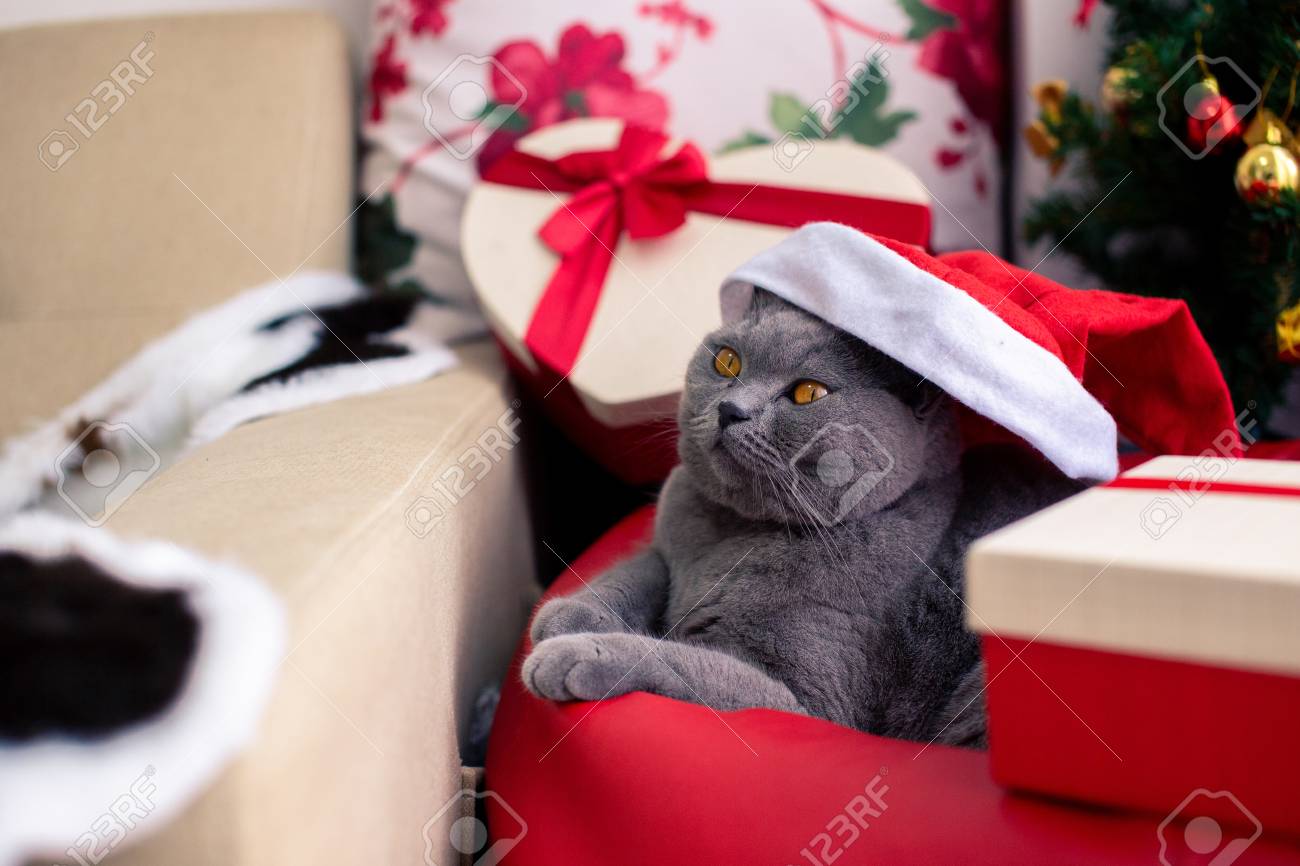 British Short Hair Cat Wears Hat Stock Photo Buy Online New