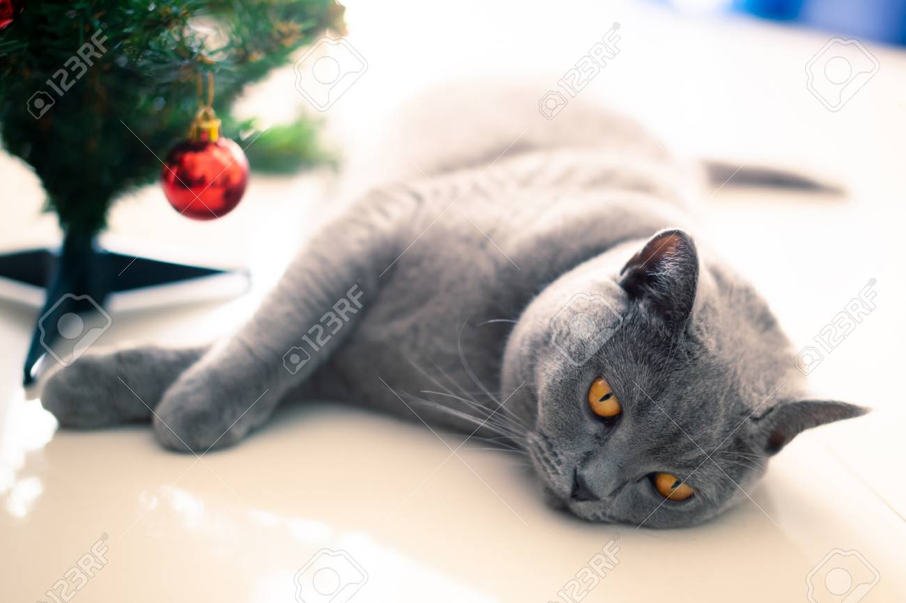 Scottish Fold Mixed With British Shorthair Cat In Gray Color