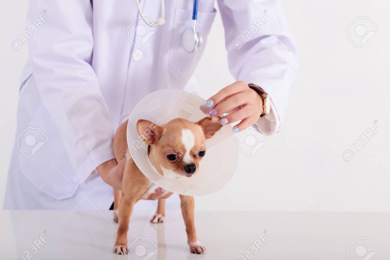 chihuahua cone