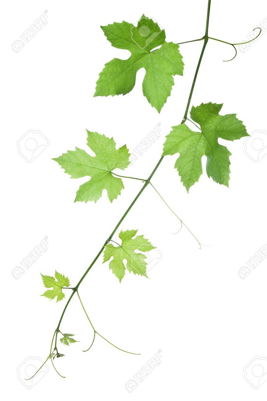 Toile De Fond De Raisin Ou De Feuilles De Vigne Isole Sur Blanc Background Please Jeter Un Coup D Oeil A Mes Autres Images De Feuilles De Raisin Banque D Images Et Photos Libres De