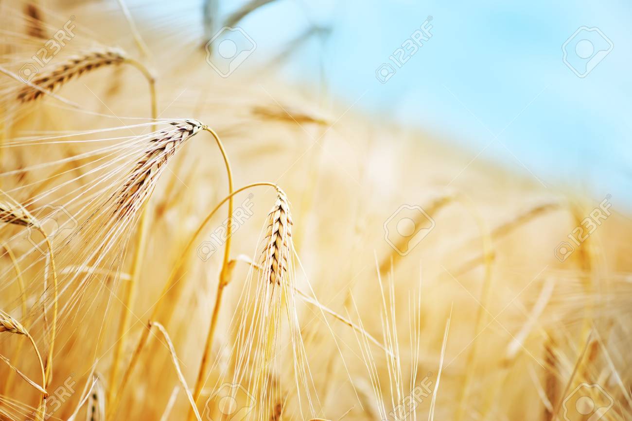 クリミア自治共和国 フィールドで黄金の小麦の小麦畑 の写真素材 画像素材 Image