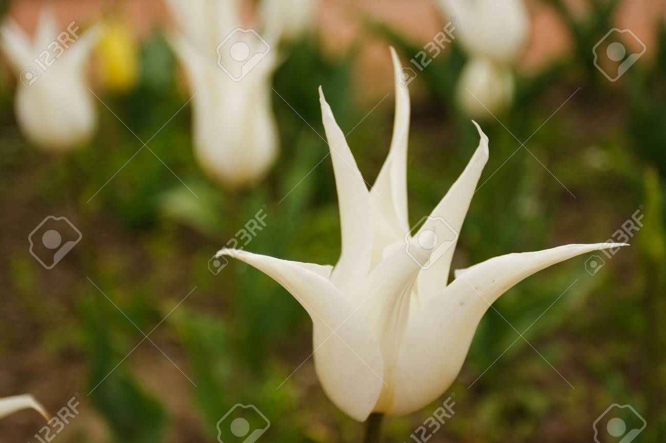 5 枚の花弁を持つ野生の白い花 の写真素材 画像素材 Image