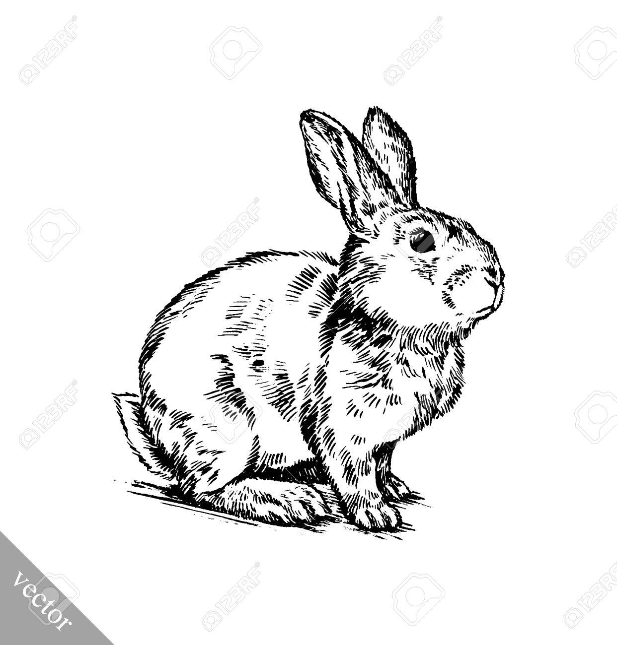 Zwart en wit vector borstel het schilderen inkt tekenen geïsoleerd konijn illustratie Zwart en wit vector borstel het schilderen inkt tekenen geïsoleerd konijn illustratie