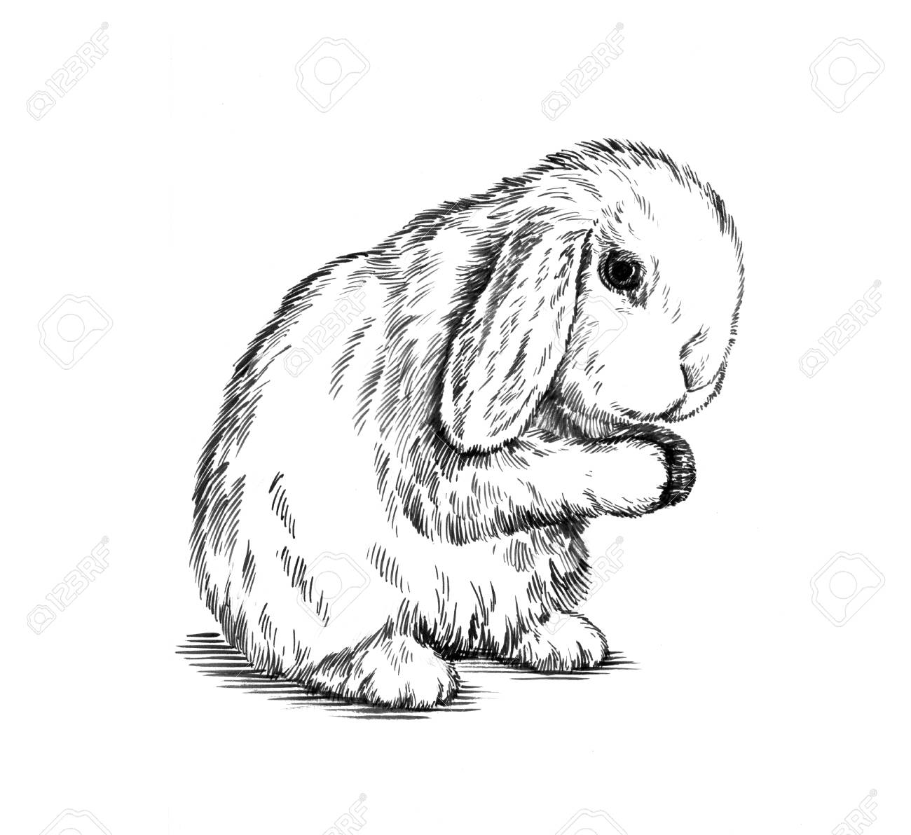 Noir Et Blanc Peinture Au Pinceau Encre Dessiner Isole Lapin Illustration Banque D Images Et Photos Libres De Droits Image 49814904