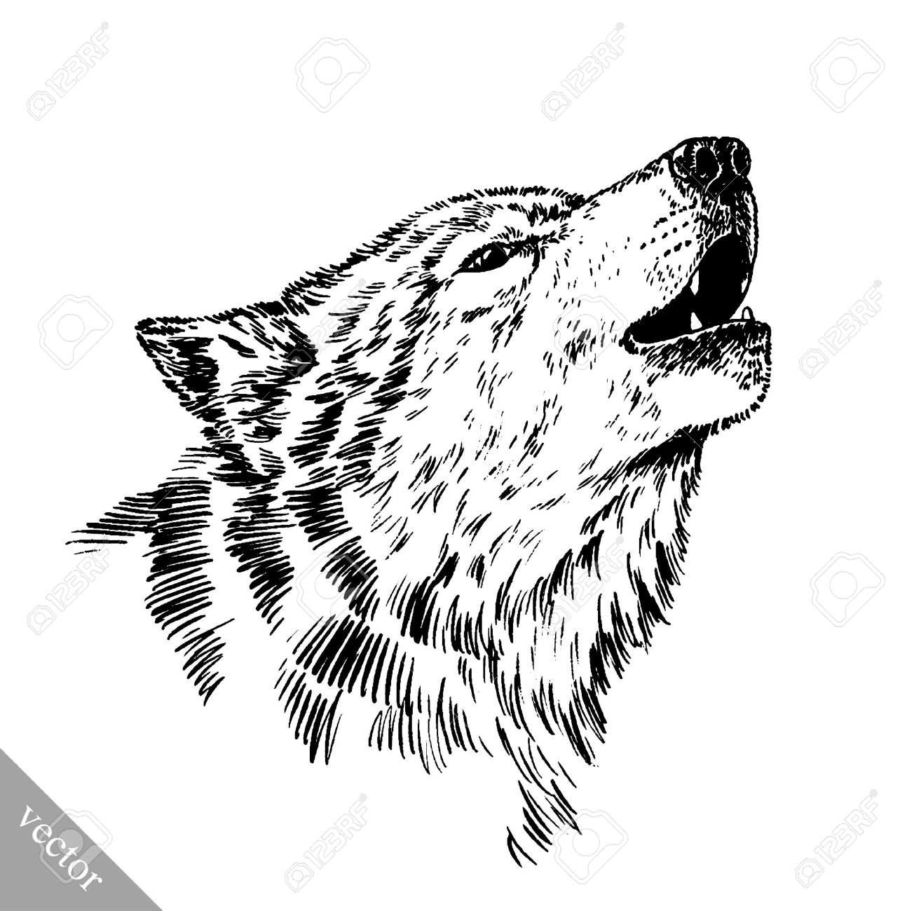 Black And White Wolf Drawing Bilscreen