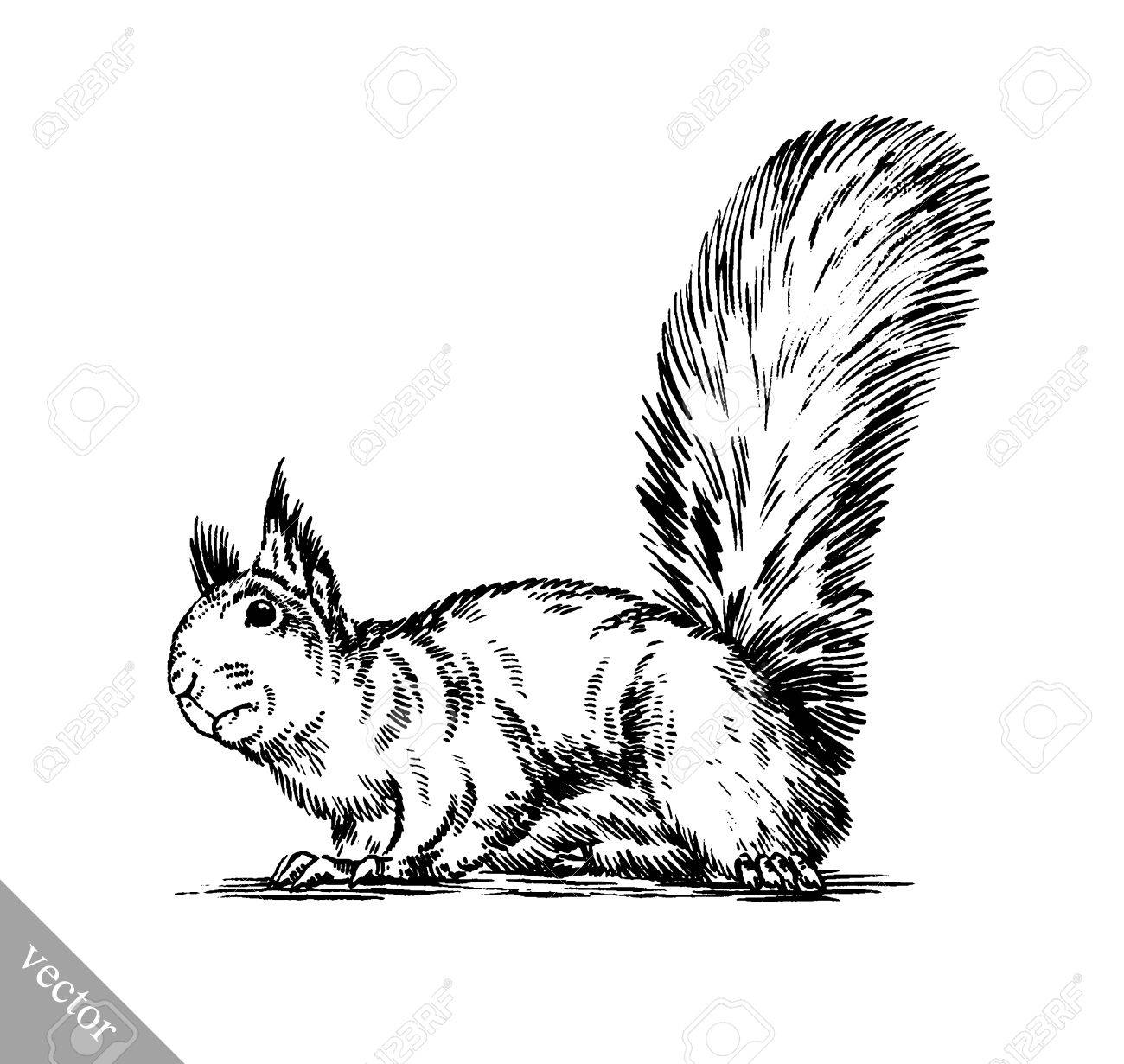 黒と白を刻むインク分離描画のリス イラストのイラスト素材 ベクタ Image 黒と白を刻むインク分離描画のリス イラストのイラスト素材 ベクタ Image