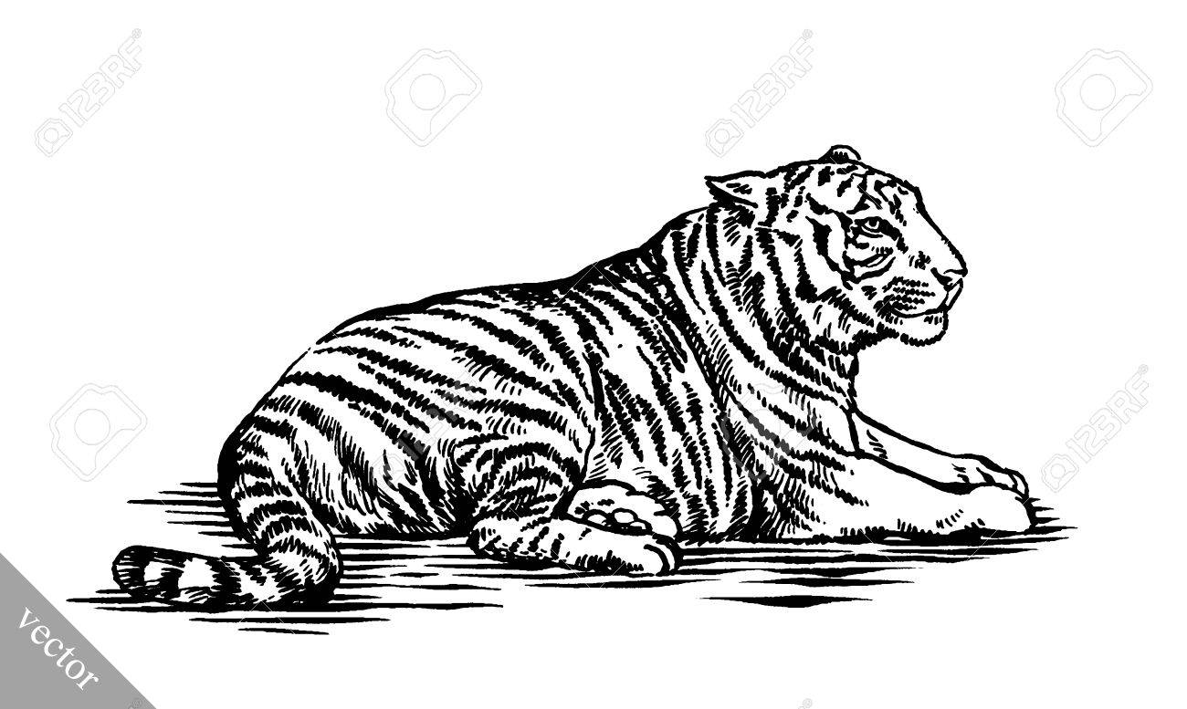 black and white engrave ink draw tiger vector illustration royalty