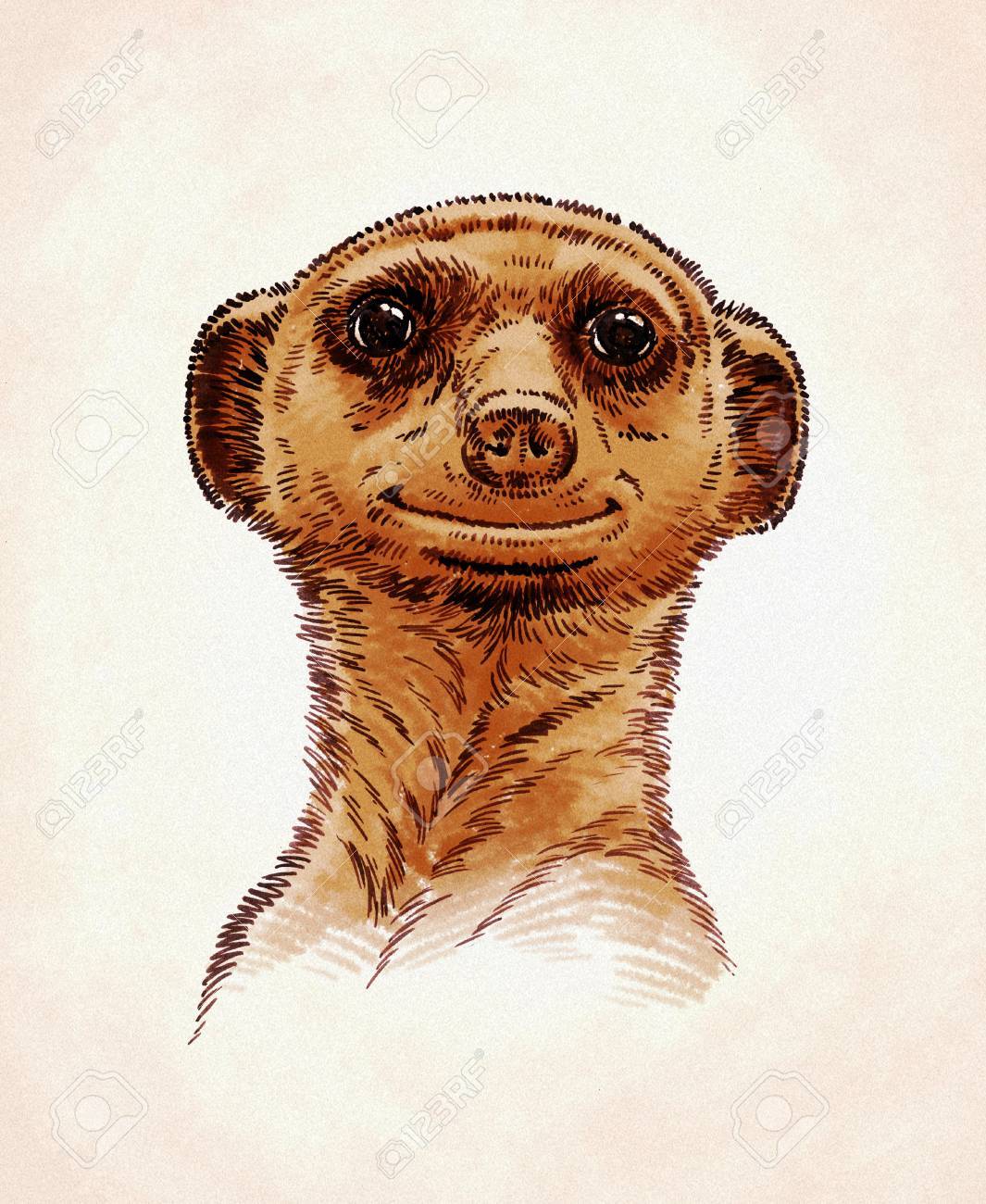 Couleur Fait A La Main Gravent Encre Dessiner Illustration Suricate Banque D Images Et Photos Libres De Droits Image