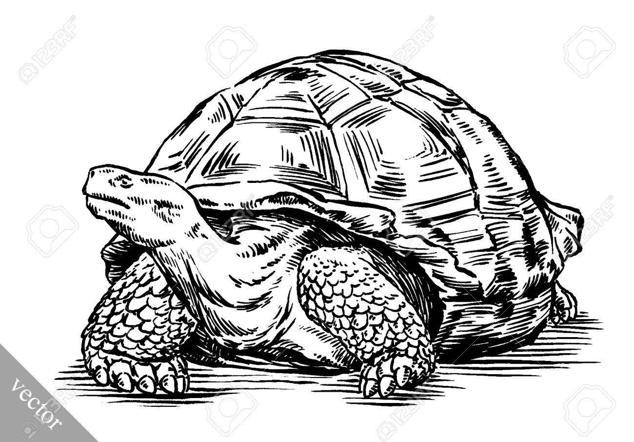 Get Drawing Vector Turtle PNG