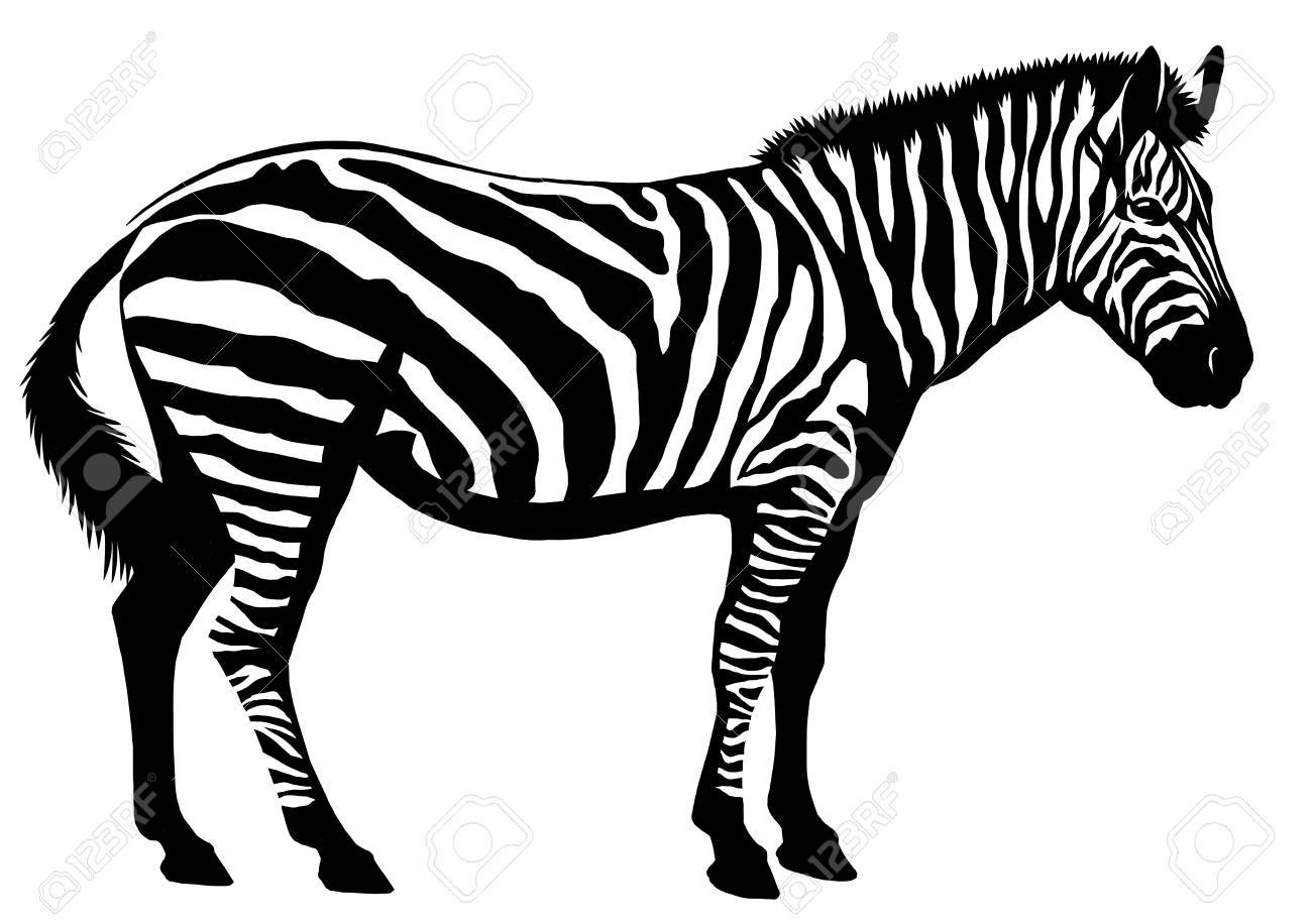 Tableau Peinture à Lhuile Animal Zebre 12 Tableau Tableaux Animaux