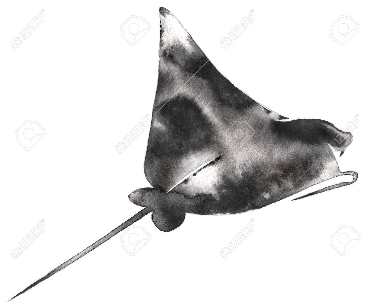 水とインクの黒と白のモノクロ絵画イラスト スティングレイ の写真素材 画像素材 Image 74784961