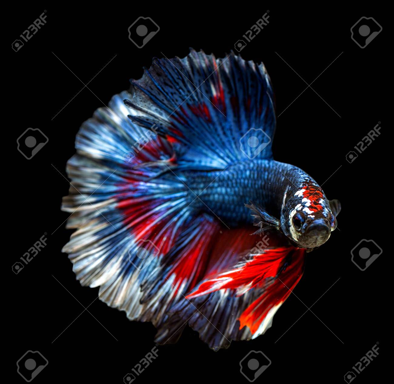siamese fighting fish tropical