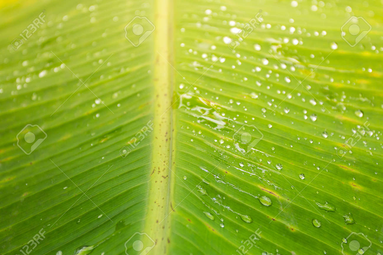 Water droplets on green banana leaves Background and textures for advertising and design. - 157978051 Water droplets on green banana leaves Background and textures for advertising and design. - 157978051