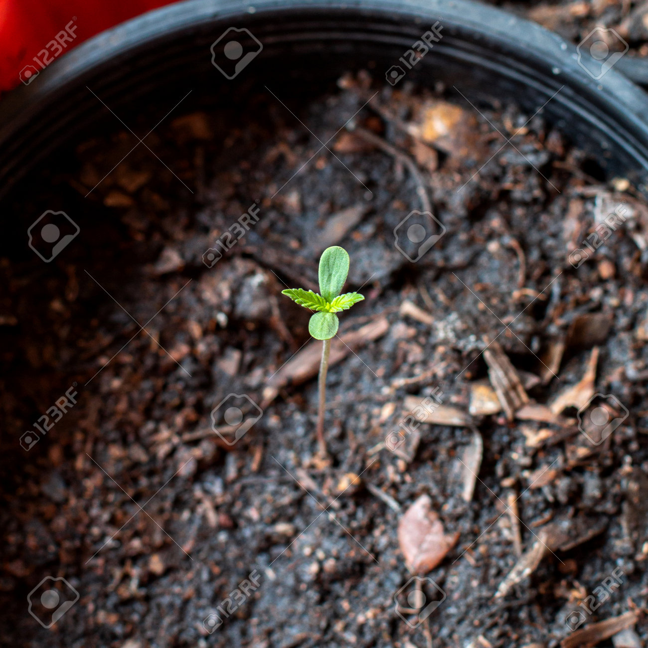 Close-up photo of Marijuana seedlings in pot for planting, 1 week seedling age, - 164058735 Close-up photo of Marijuana seedlings in pot for planting, 1 week seedling age, - 164058735