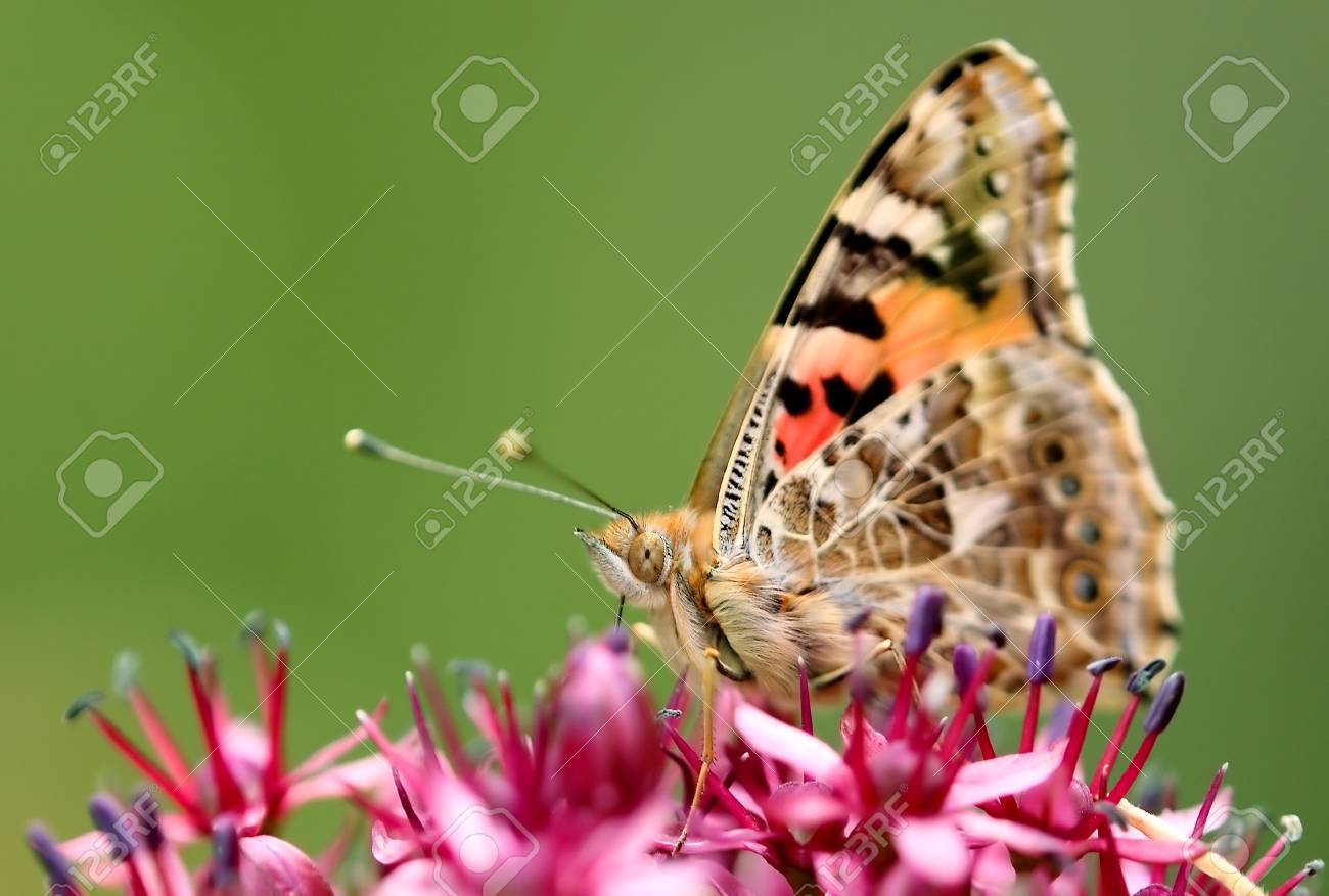 etiam-dictum-ipsum-a-felis