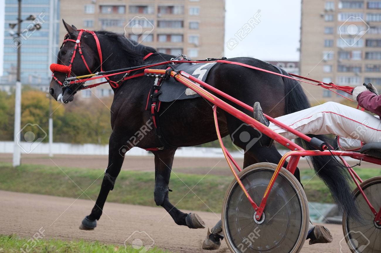 馬車 馬と馬のレース トラックでのライダーの画像 の写真素材 画像素材 Image