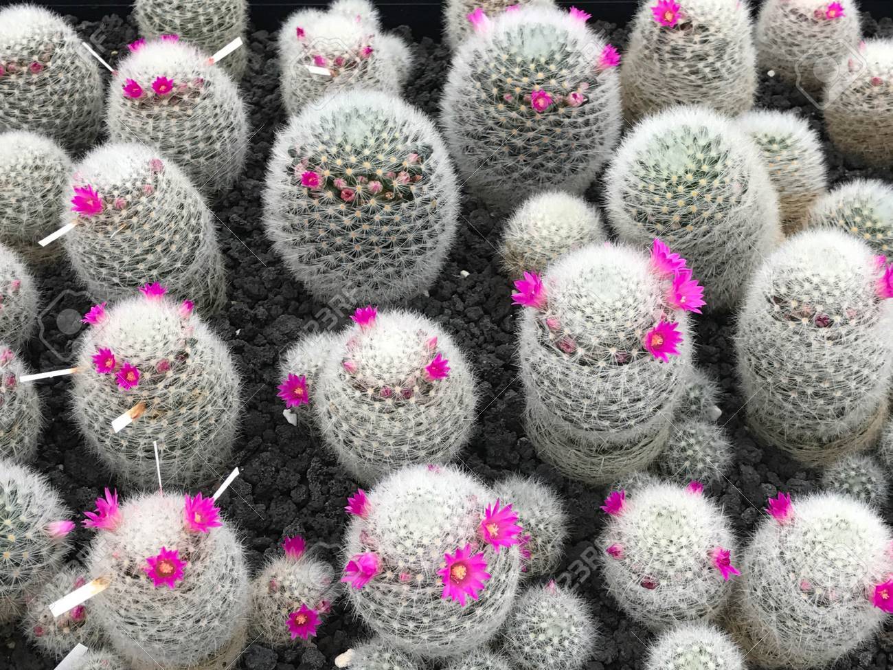 背景 マミラリア の小さなピンクの花を持つ美しいサボテンのグループ の写真素材 画像素材 Image