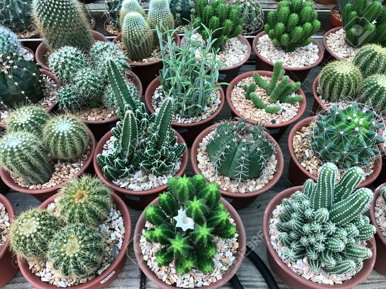工場ショップで様々 な種類のサボテンのグループ の写真素材 画像素材 Image
