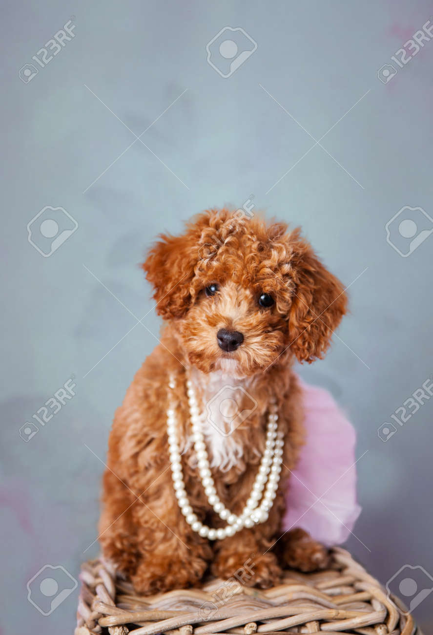 red bichon poodle