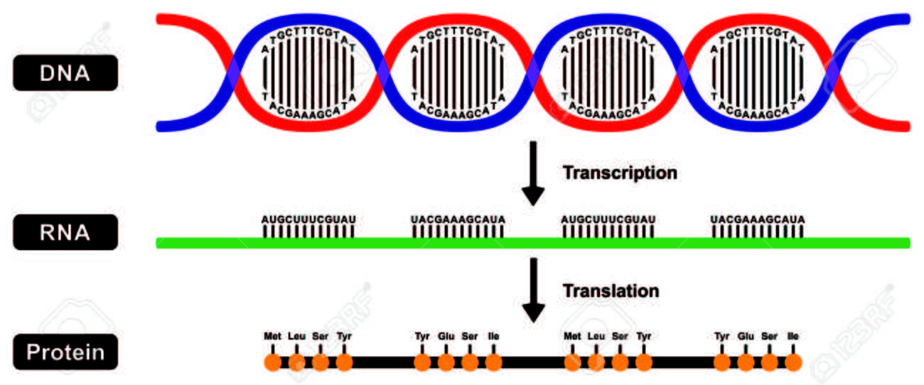 2 つの段階の転写と翻訳でストランドの Mrna は Rna と Dna の蛋白質の形成のイラスト素材 ベクタ Image
