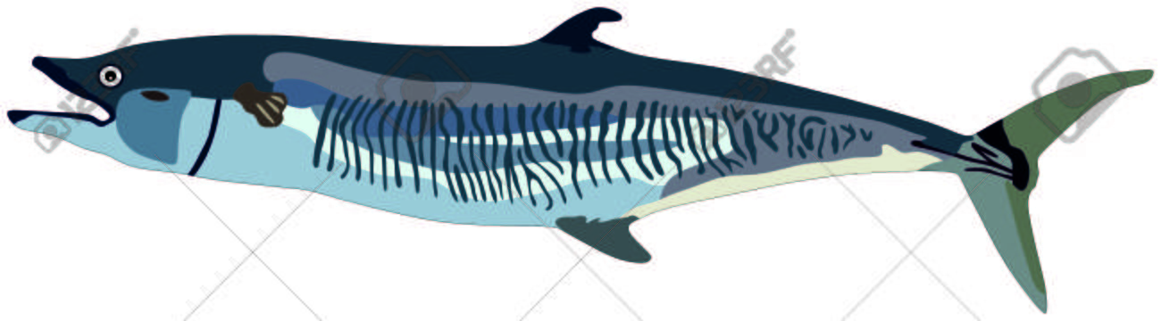 Mackerel Fish Lives Is Ocean And Under Deep Blue Water Life One Royalty Free Cliparts Vectors And Stock Illustration Image 71763805