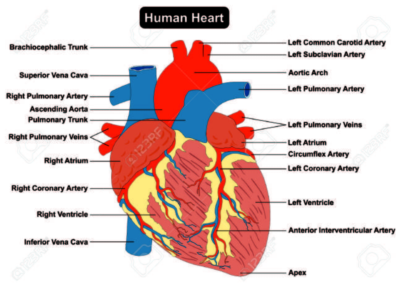 Cardiac Anatomy Chart