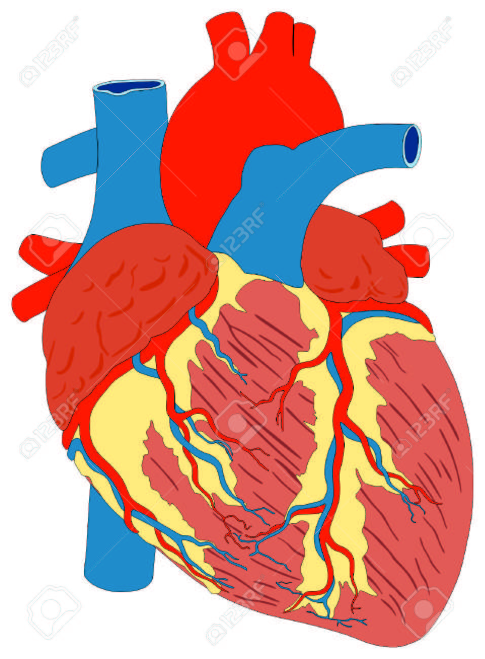 Menschliches Herz Muskel Gross Anatomie Vektordiagramm Unmarkierten Aussenansicht Mit Allen Teilen Der Aorta Aortenbogen Rechts Linken Vorhof Ventrikel Arterie Vene Versorgung Anatomischen Ausbildung Biologie Wissenschaft Bildung Lizenzfrei Nutzbare