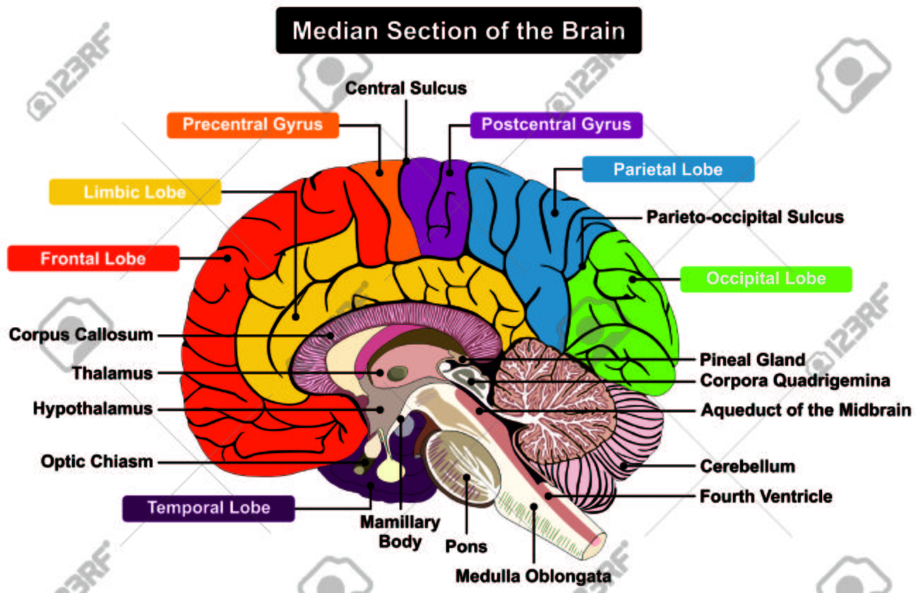 Median Section Of Human Brain Anatomical Structure Diagram Infographic Chart With All Parts Cerebellum Thalamus Hypothalamus Lobes Central Sulcus Medulla Oblongata Pons Pineal Gland Figure Royalty Free Cliparts Vectors And Stock Illustration