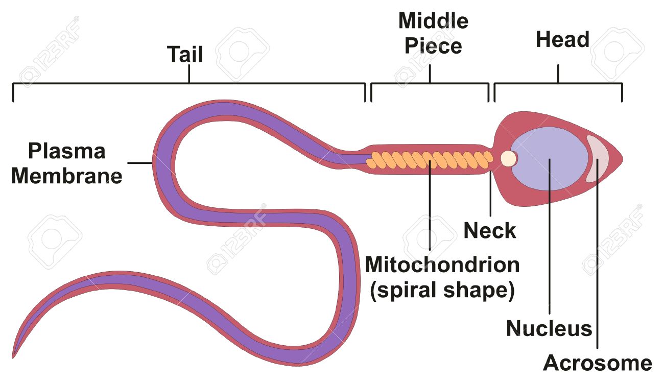 Sperm release process