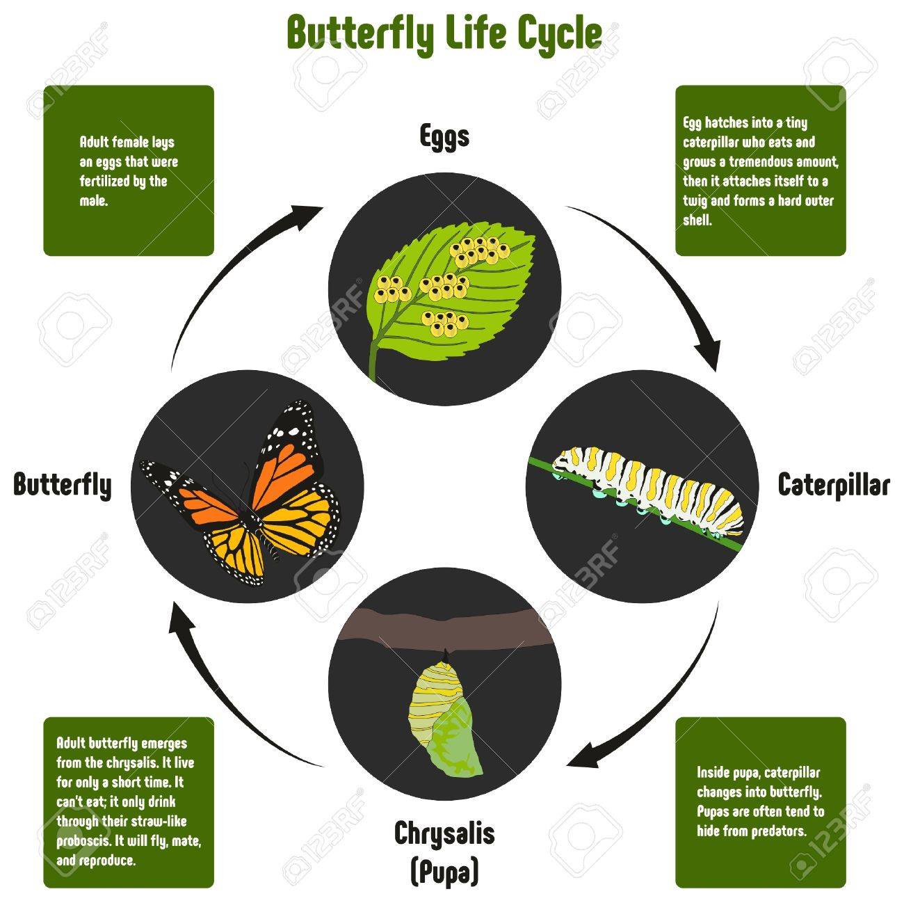 Butterfly Life Cycle Chart