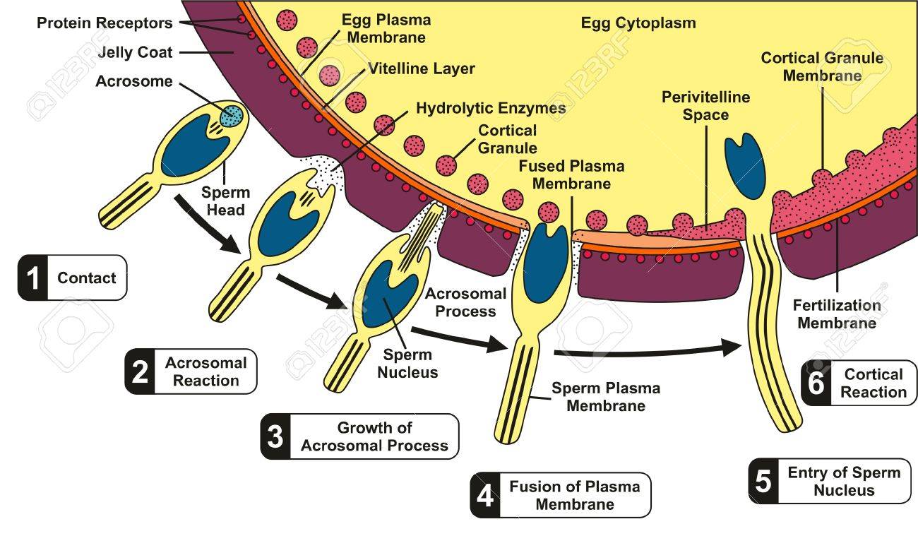 Human Sperm And Egg Fusion Diagram With All Fertilization Process And  Stages Step By Step Including Contact Acrosomal Cortical Reaction Growth  Fusion Of Plasma Membrane Entry Of Sperm Nucleus Royalty Free SVG,, image size:1300x759