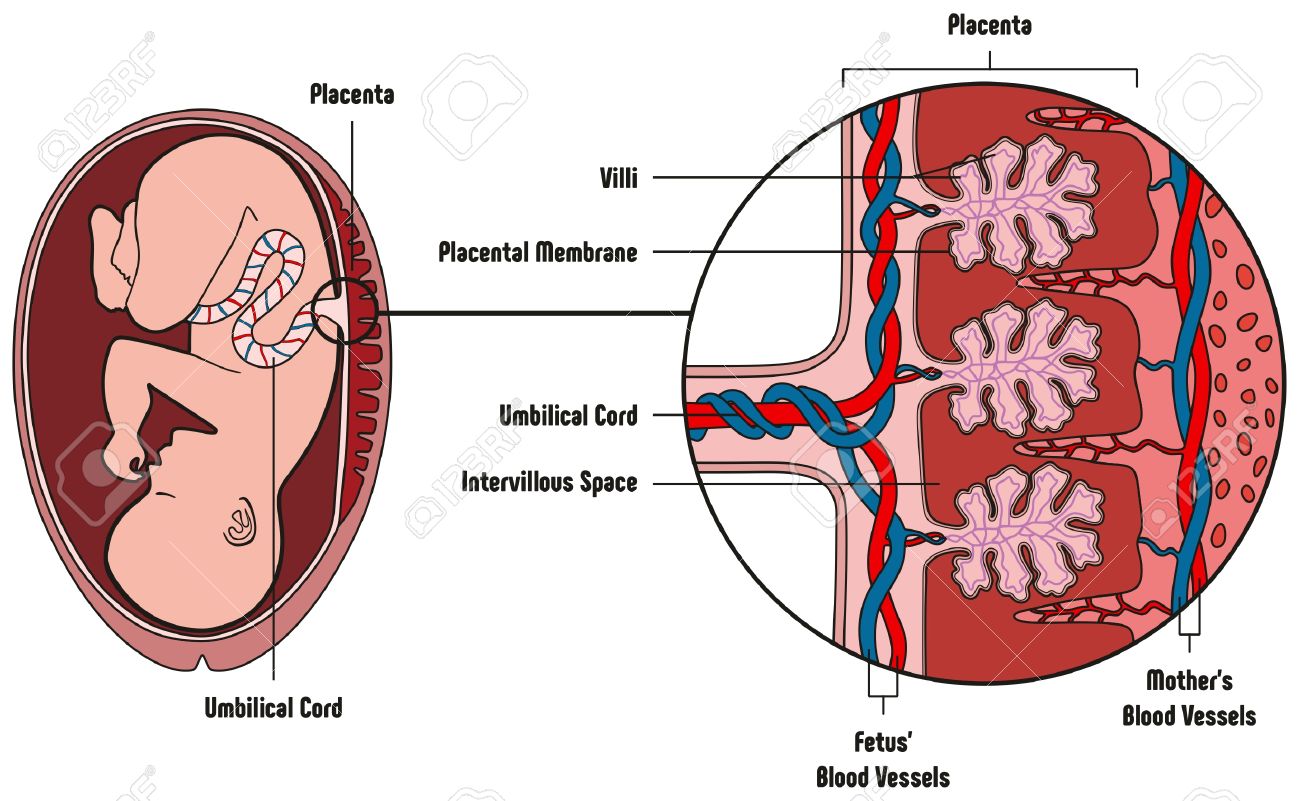 umbilical cord diagram