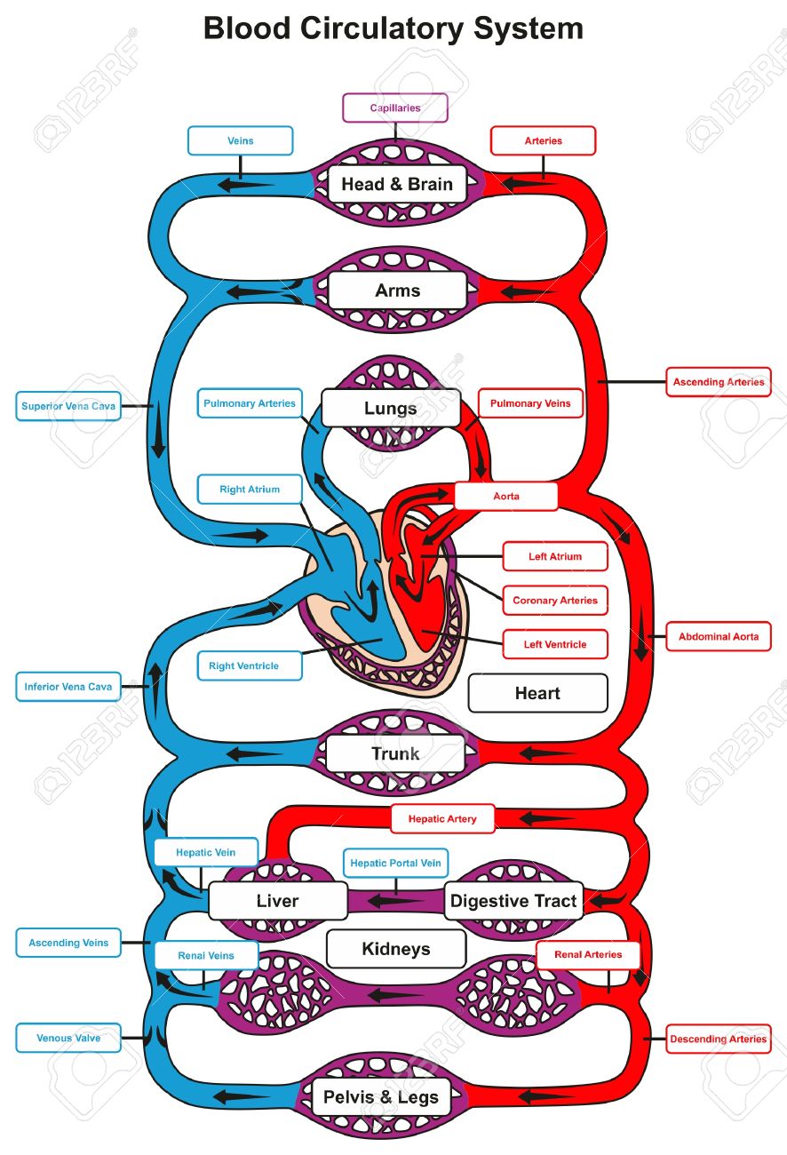 Principales las y del venas arterias estructuras cuerpo del de las corazón