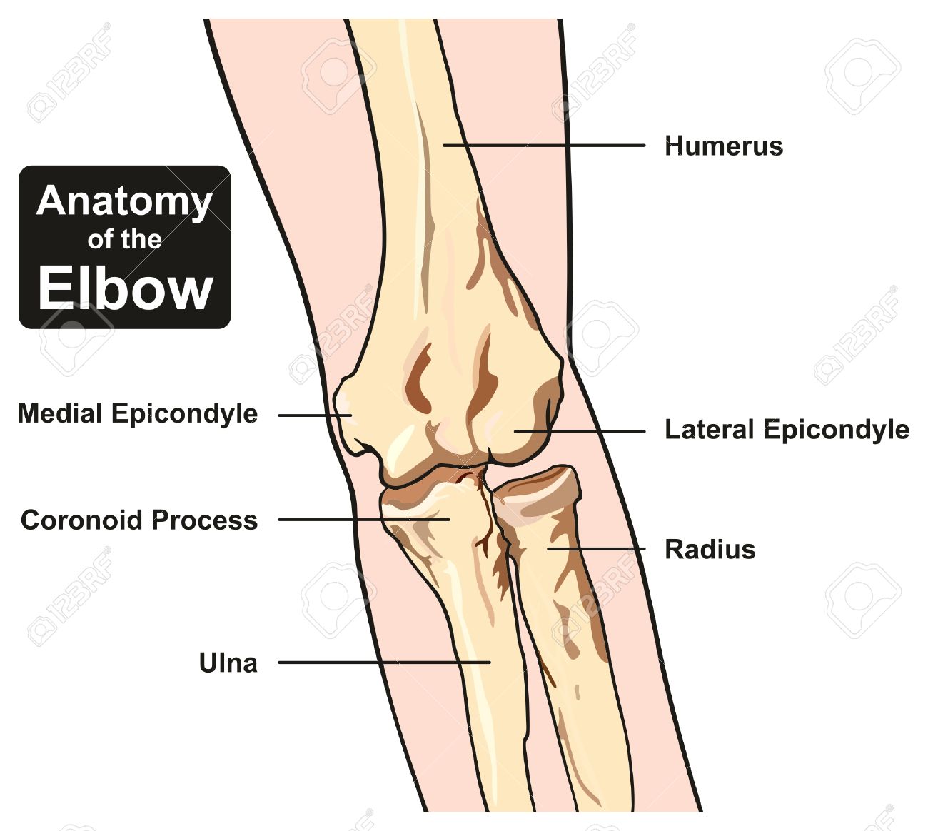 medial epicondyle of ulna