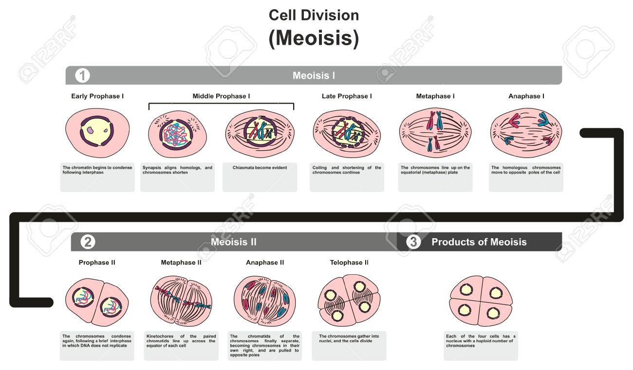 すべての段階を含む細胞分裂 Meoisis インフォ グラフィックの図手順とどのようにそれは生物科学の教育の開発のさまざまな段階でクロマチン染色体 Dna を分割のイラスト素材 ベクタ Image