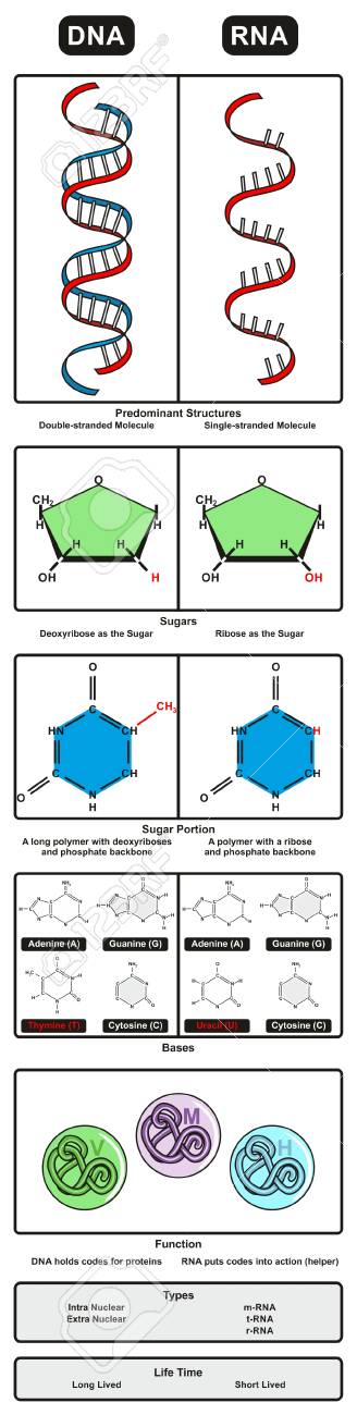 dna vs rna
