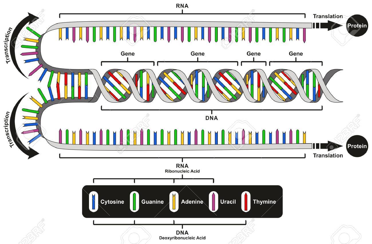 タンパク質とどのようにそれは遺伝医学教育を形成する Dna から Rna に転写と翻訳の過程を示す中央教義の遺伝子発現インフォ グラフィック ダイアグラムのイラスト素材 ベクタ Image
