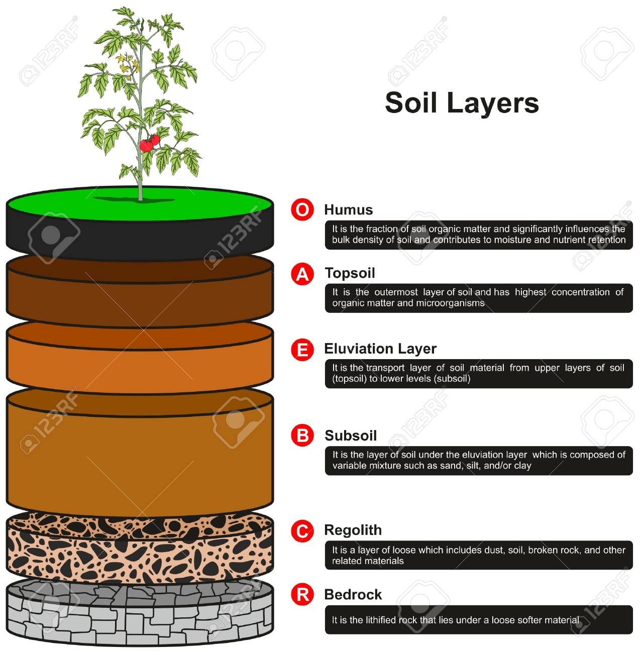 Soil Layers Infographic Diagram Showing As Slices Including Humus Royalty Free Cliparts Vectors And Stock Illustration Image 87967061