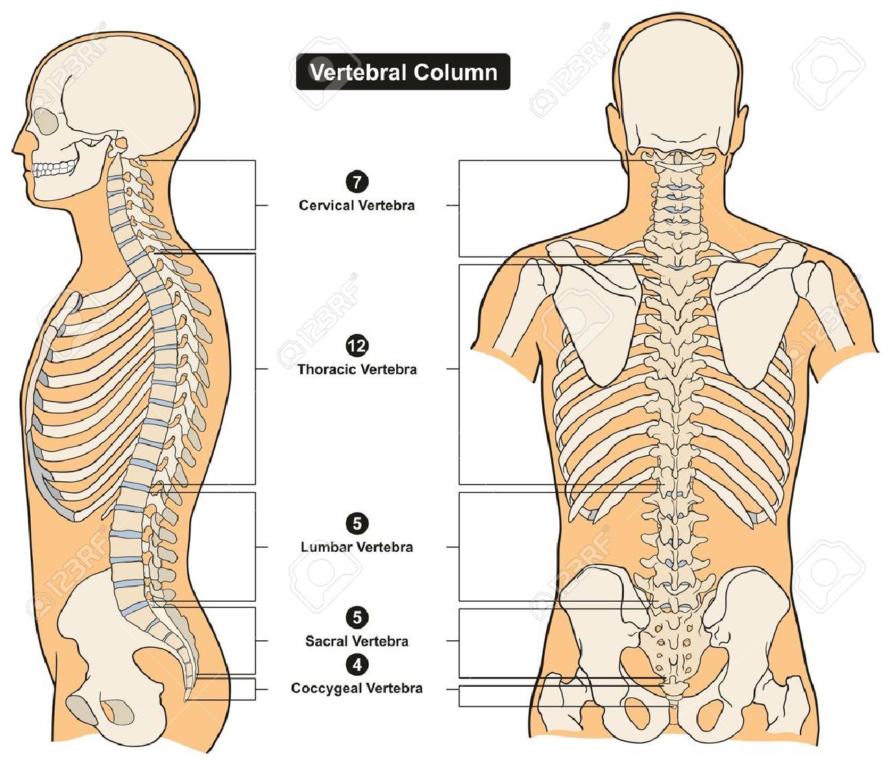 Resultado de imagen de columna vertebral humanos