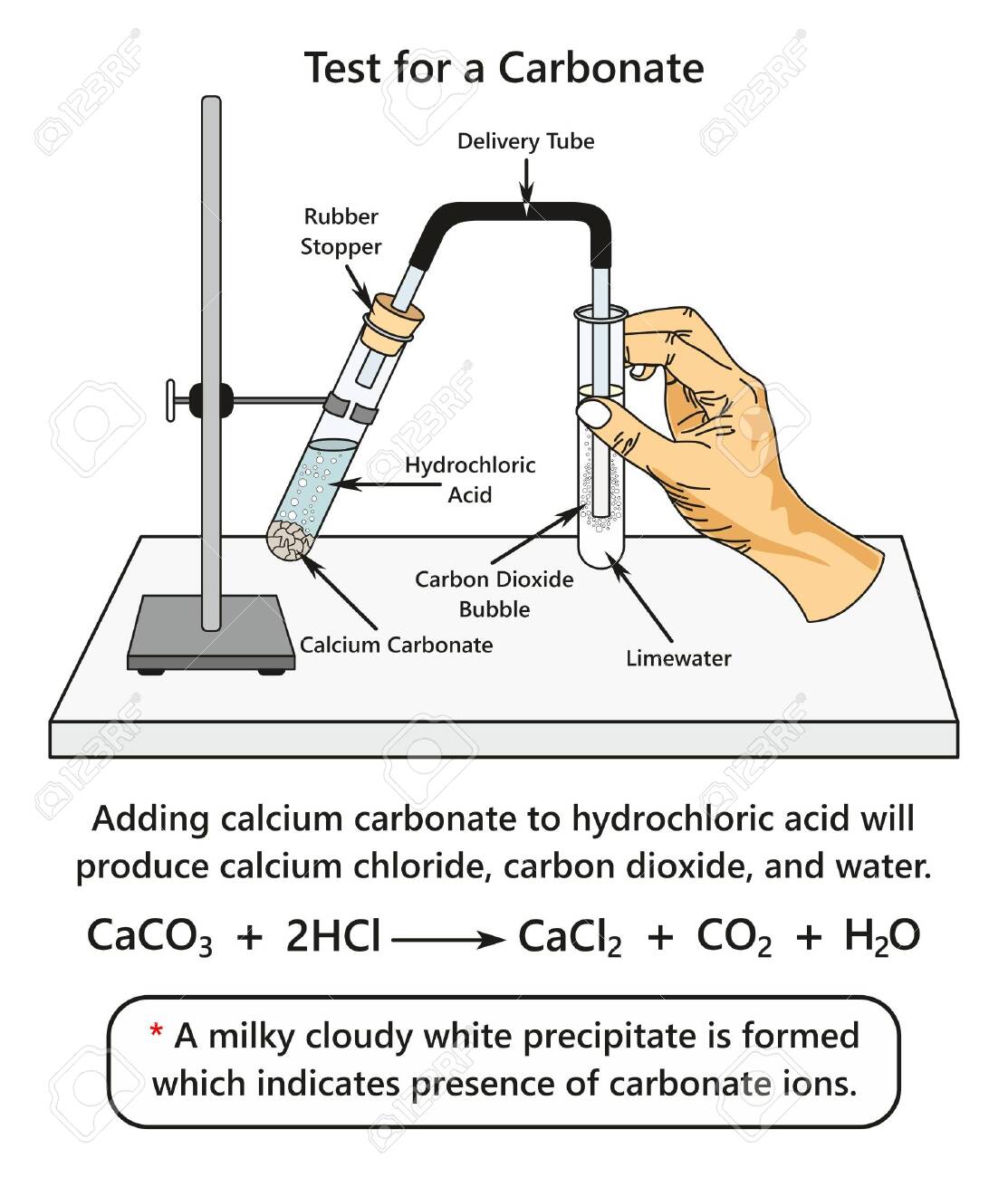 Test For A Carbonate Infographic Diagram Showing A Laboratory Experiment Indicates Presence Of Carbonate Ions When Adding Calcium Carbonate To Hydrochloric Acid For Chemistry Science Education Royalty Free Cliparts Vectors And Stock
