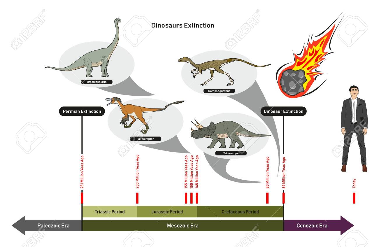 Dinosaurs Extinction Infographic Diagram Showing Paleozoic Mesozoic Cenozoic Eras And Dinosaurs Periods Including Triassic Jurassic Cretaceous Million Years Ago For Geology Science Education Royalty Free Cliparts Vectors And Stock Illustration Image