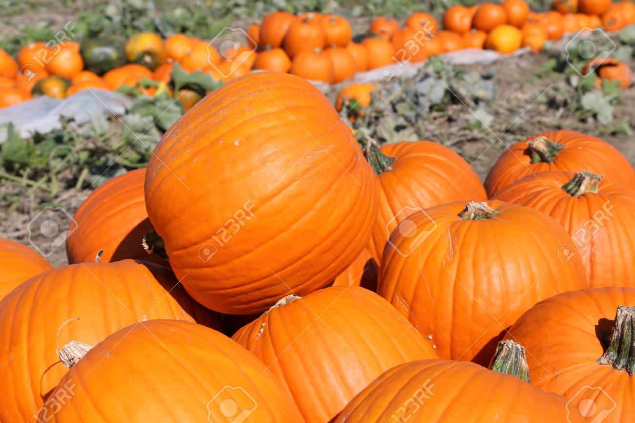 Kurbisse Kurbisbeet Lizenzfreie Fotos Bilder Und Stock Fotografie Image 87657570