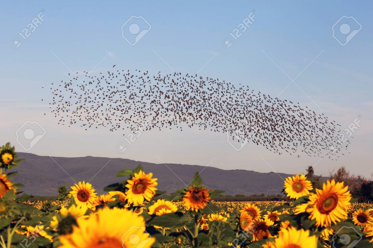 Natural spectacle flight of starlings - 109260825 Natural spectacle flight of starlings - 109260825