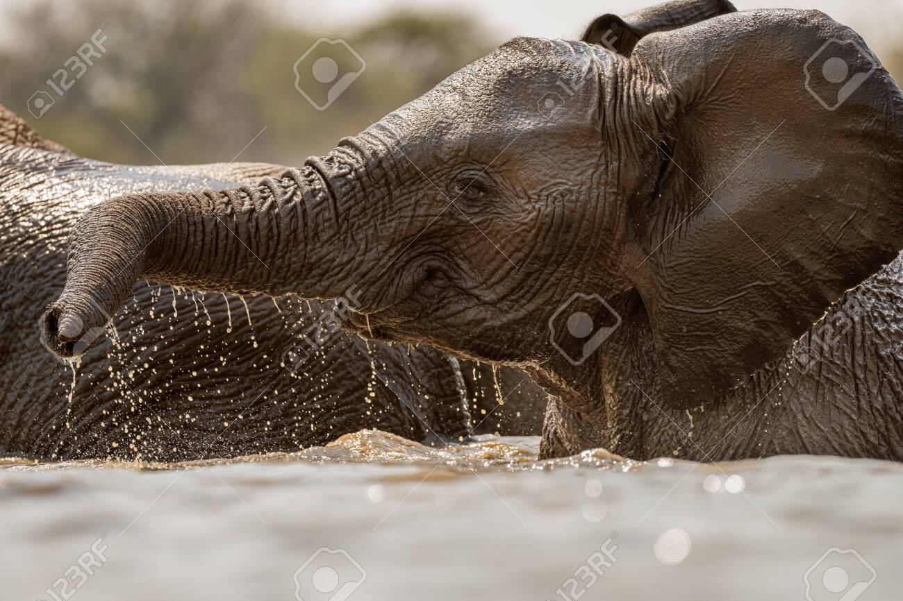A close up action portrait of a swimming elephant, splashing, playing and drinking in a waterhole at the Madikwe Game Reserve, South Africa. - 142555870 A close up action portrait of a swimming elephant, splashing, playing and drinking in a waterhole at the Madikwe Game Reserve, South Africa. - 142555870